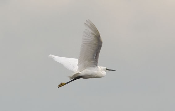 Kleinezilverreiger220908